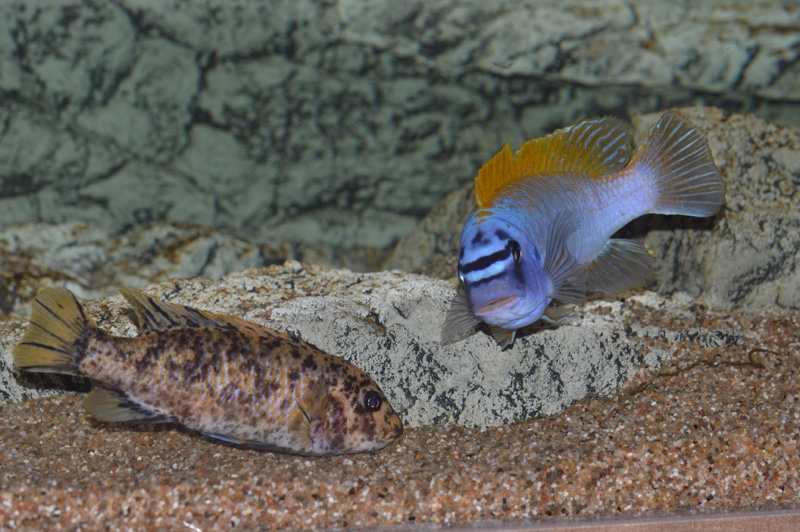 Labeotropheus trewavasae 'Zimbawe Rock'